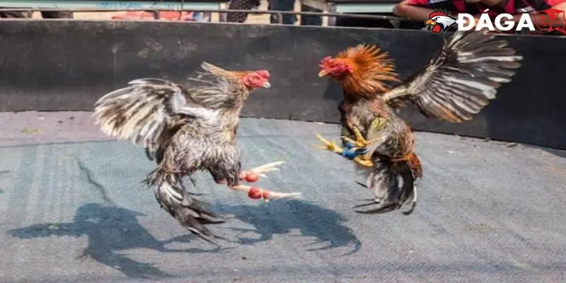 Giới thiệu đá gà 33win